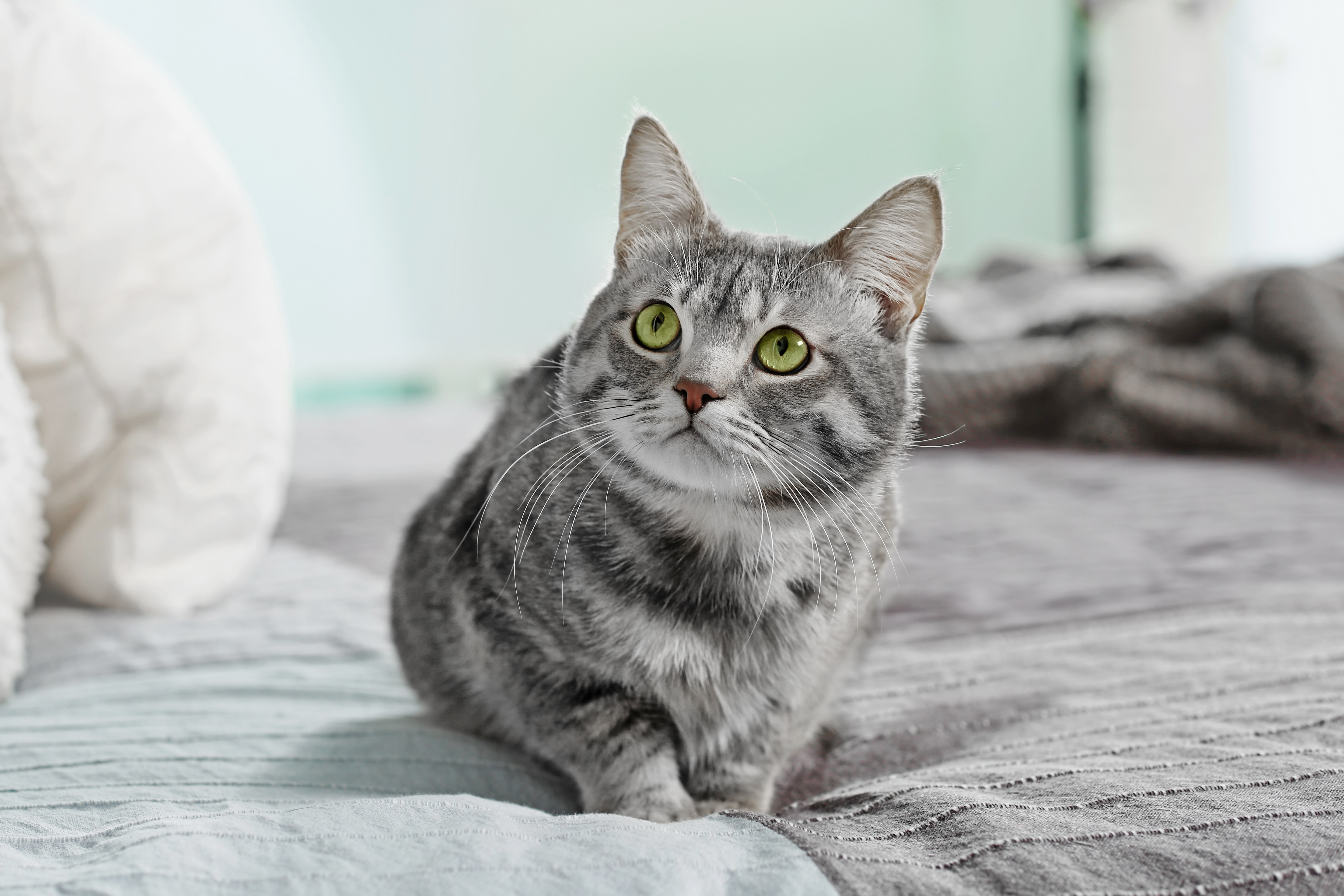 Help! My Cat Wets the Bed | zooplus 