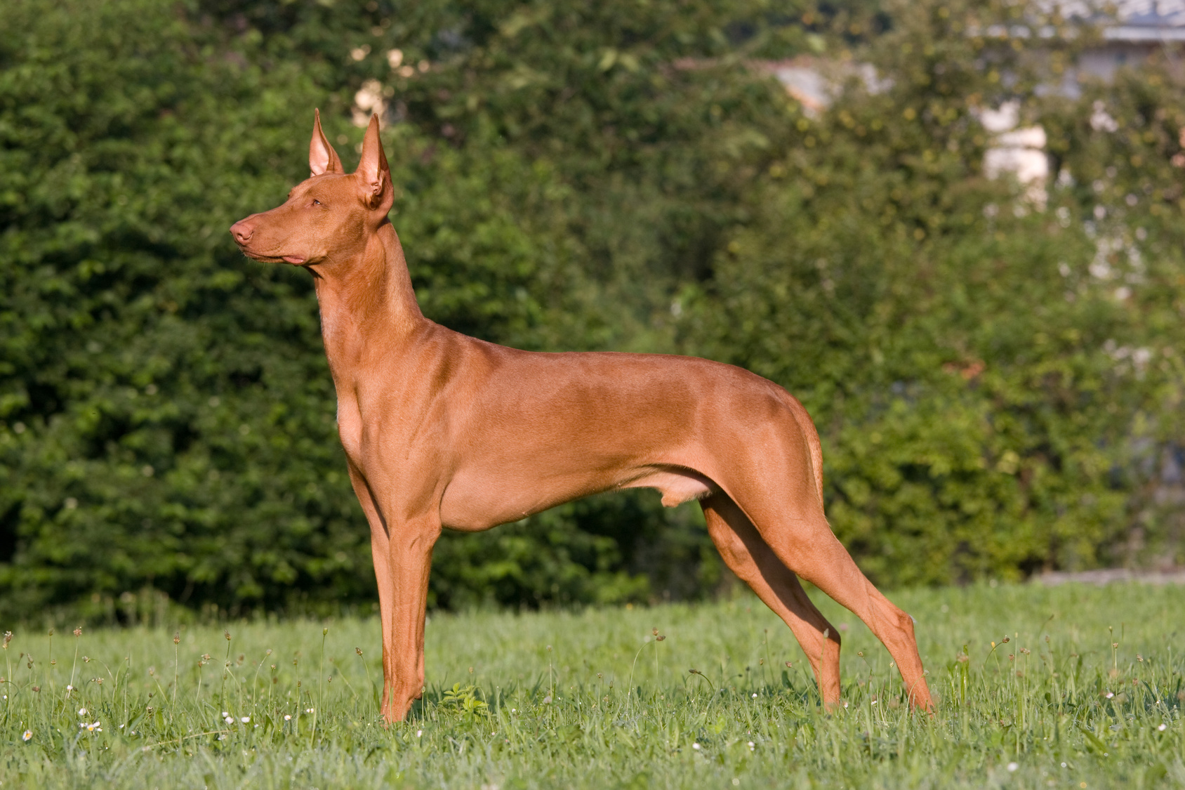 Egyptian dog hot sale breeds list