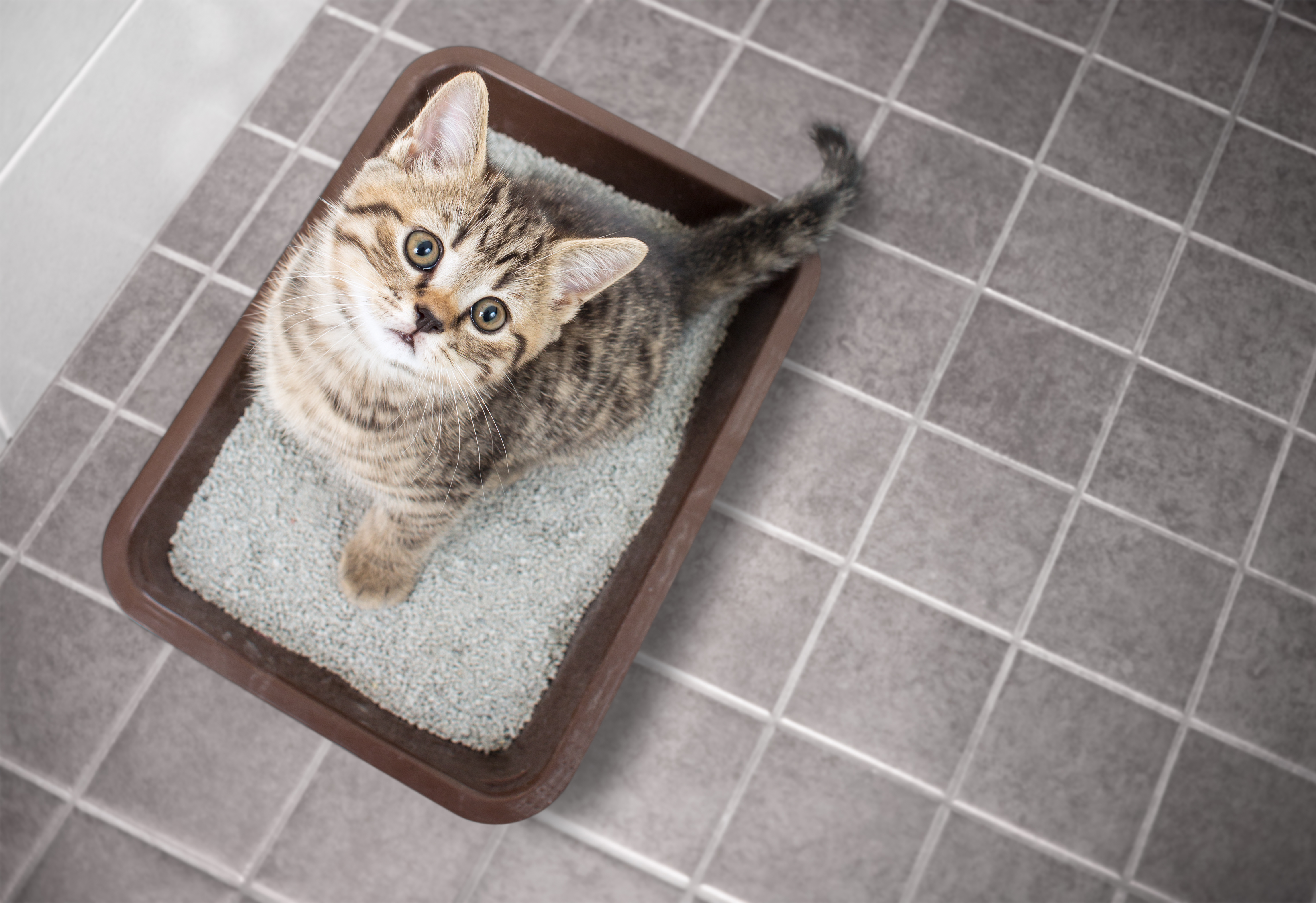 Cat in litter box with sand on bathroom floor