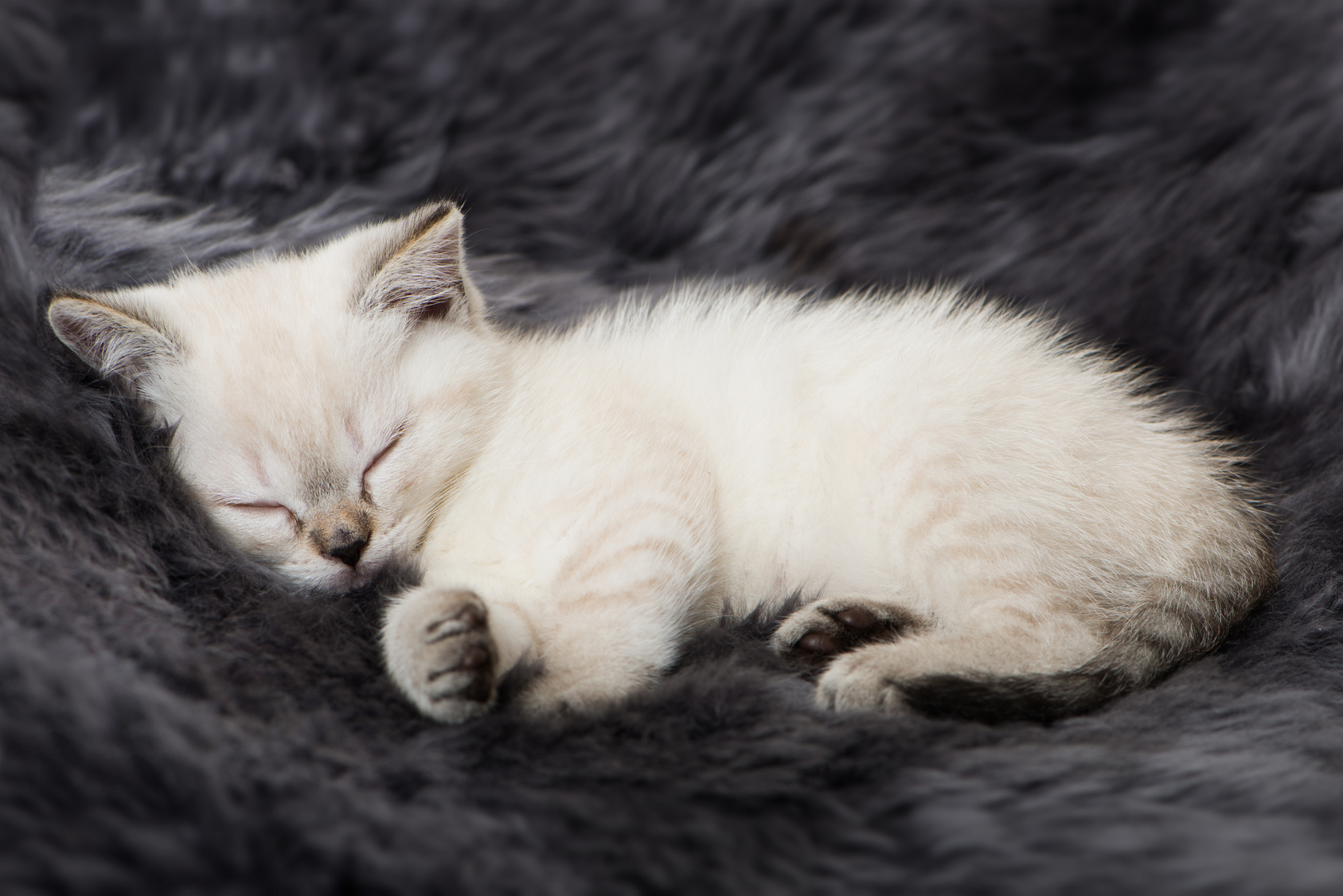 sleeping kitten - diarrhea symptoms