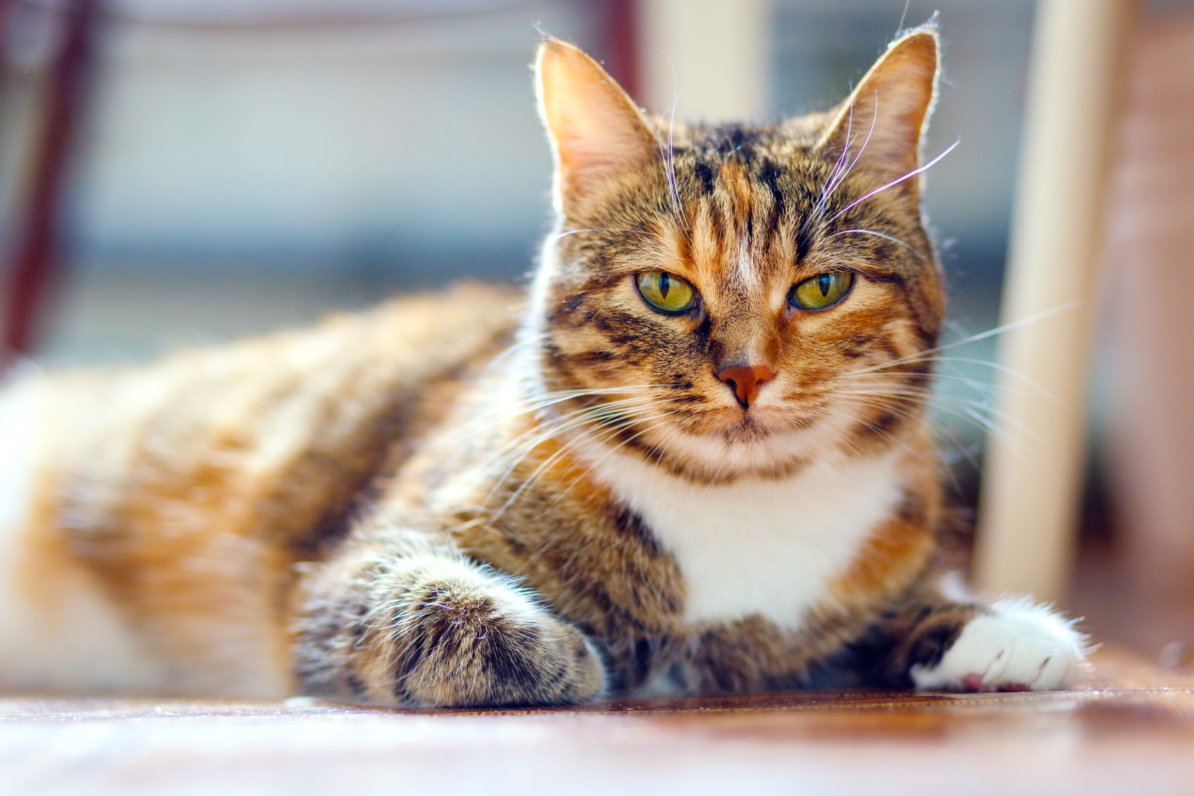 Multi-coloured American Shorthair Cat
