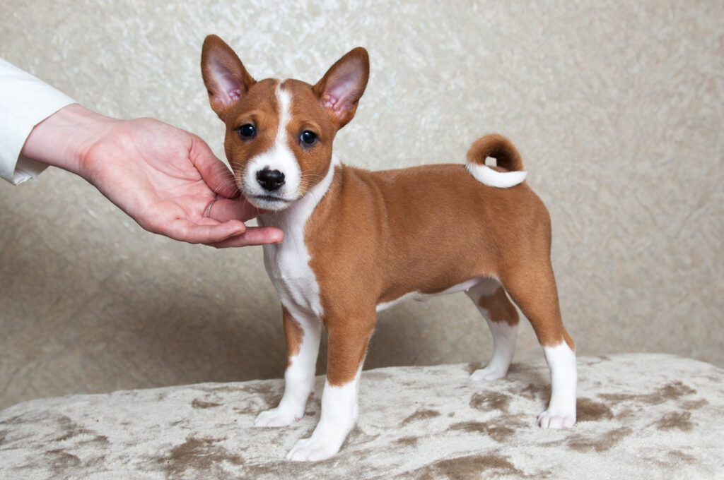basenji puppies for sale