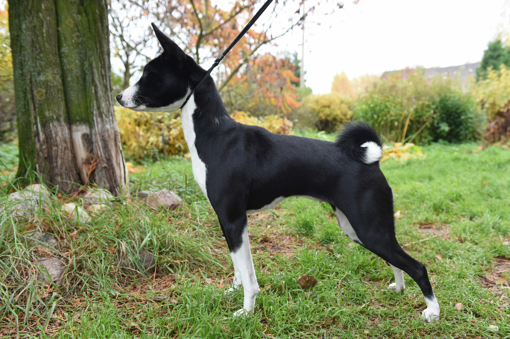 black and white Basenji dog