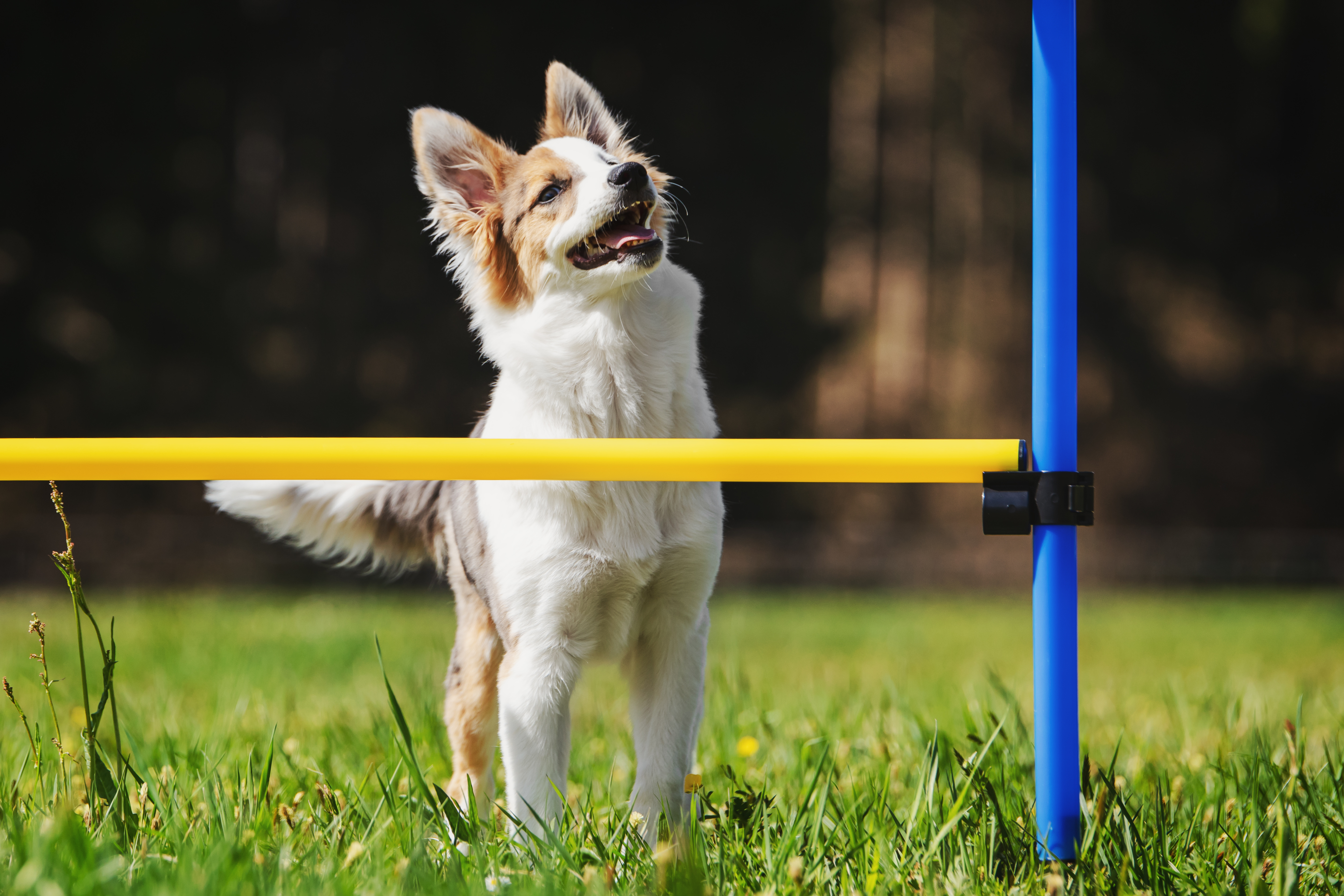 Agility for Small Dogs | zooplus Magazine