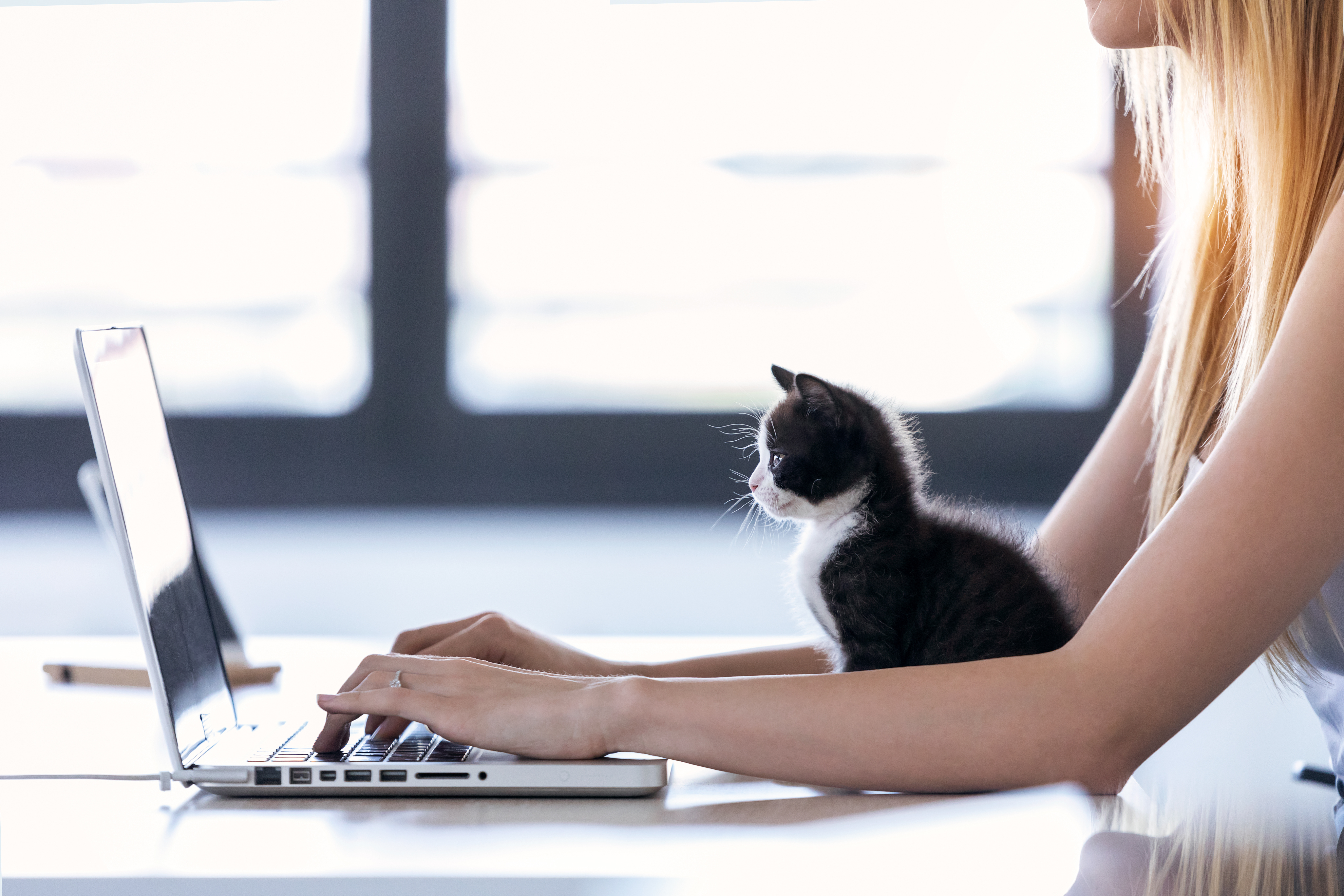Working from home with your cat | zooplus Magazine