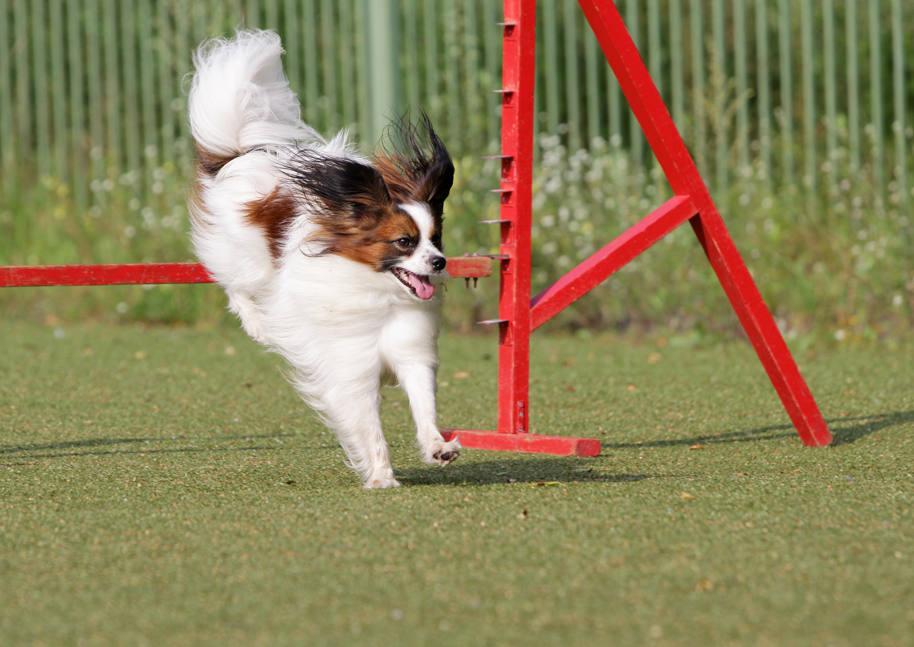 small breed dog agility