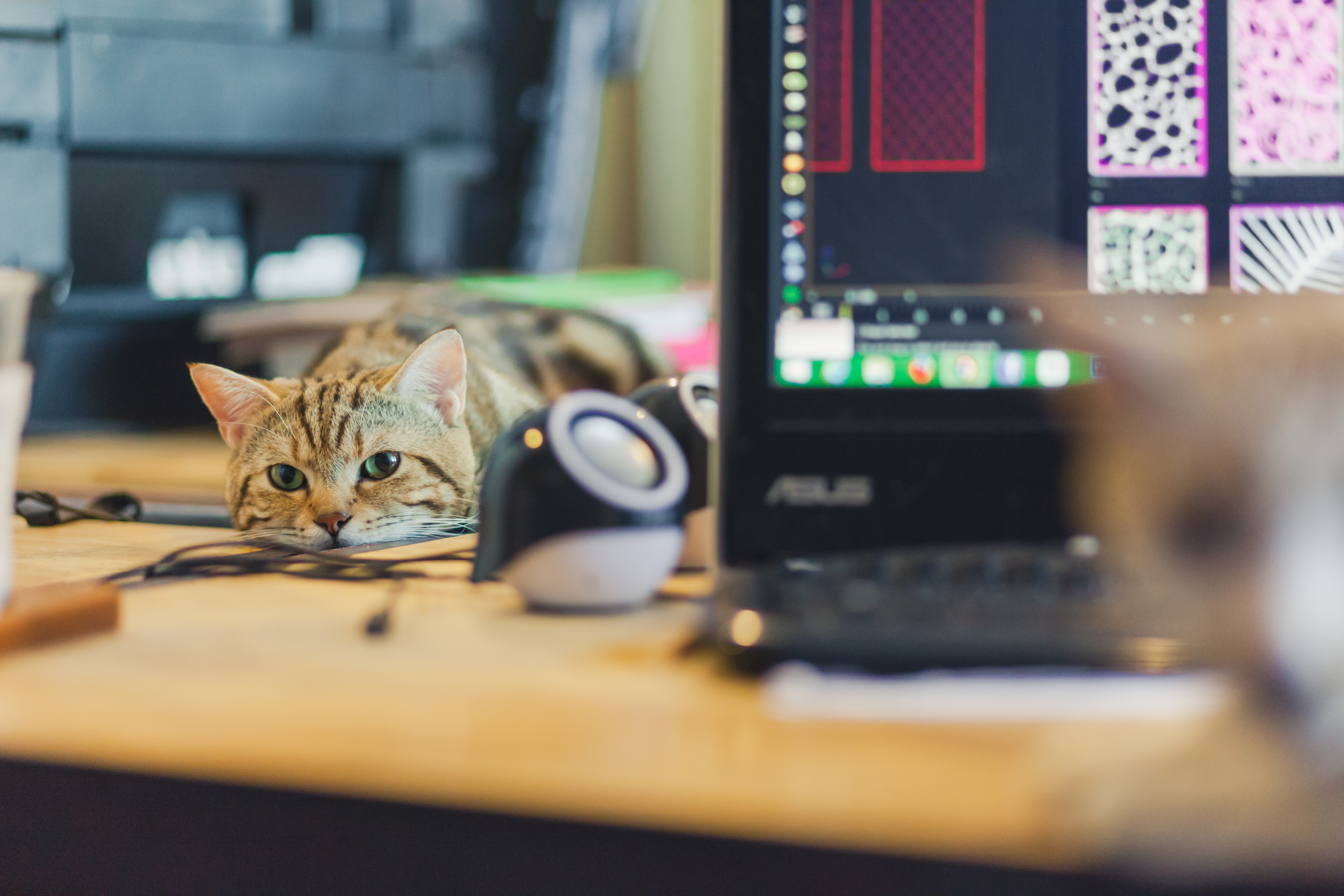 how to do home office with a cat