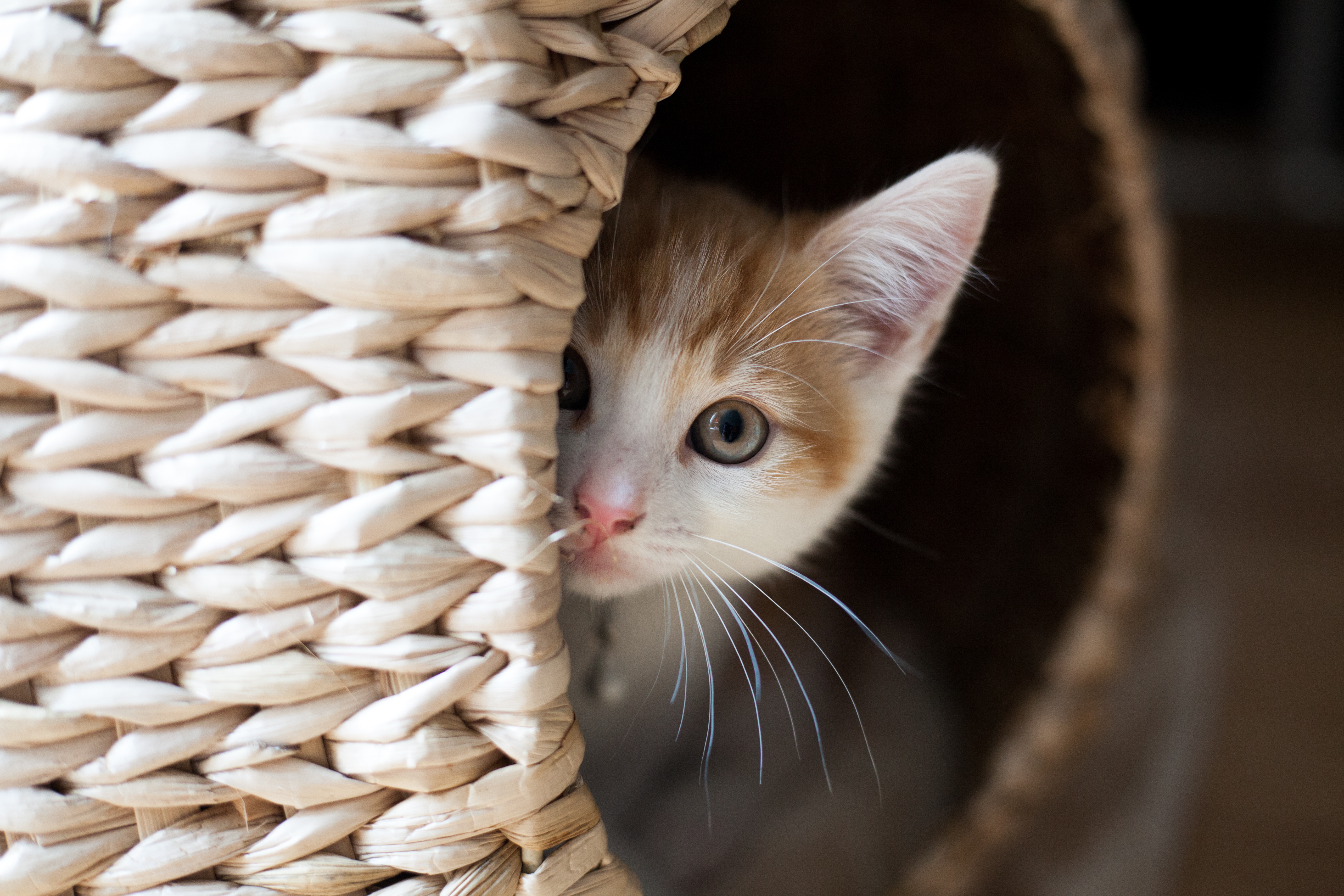 cat hiding in basket meowing