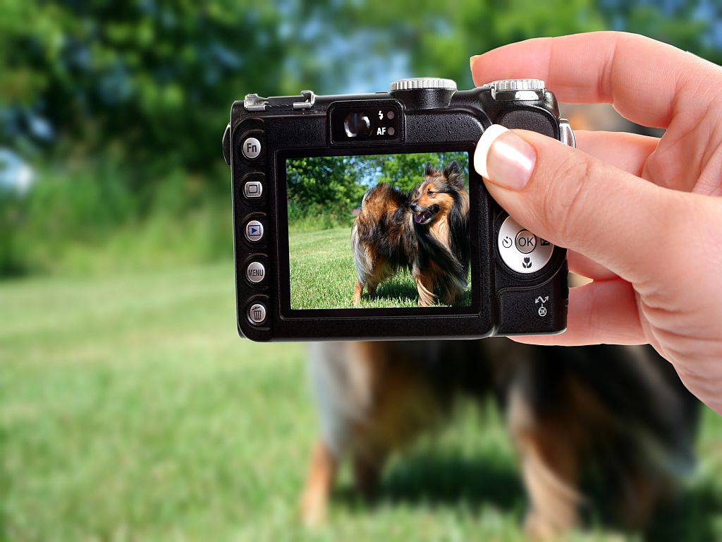 dog photo on digital camera