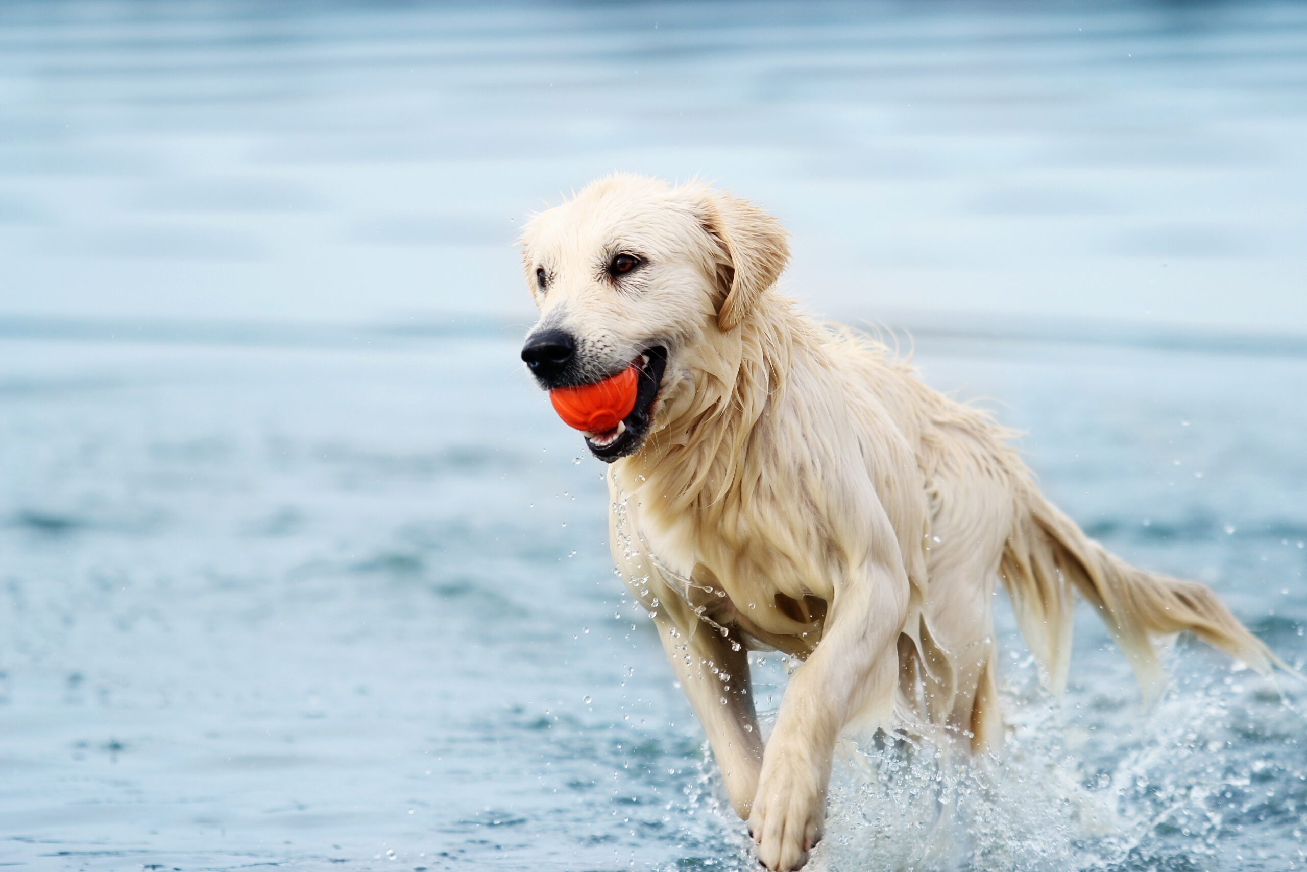dog plays with ball in sea