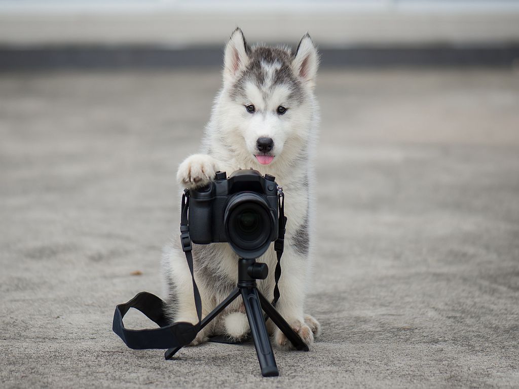 husky photographer