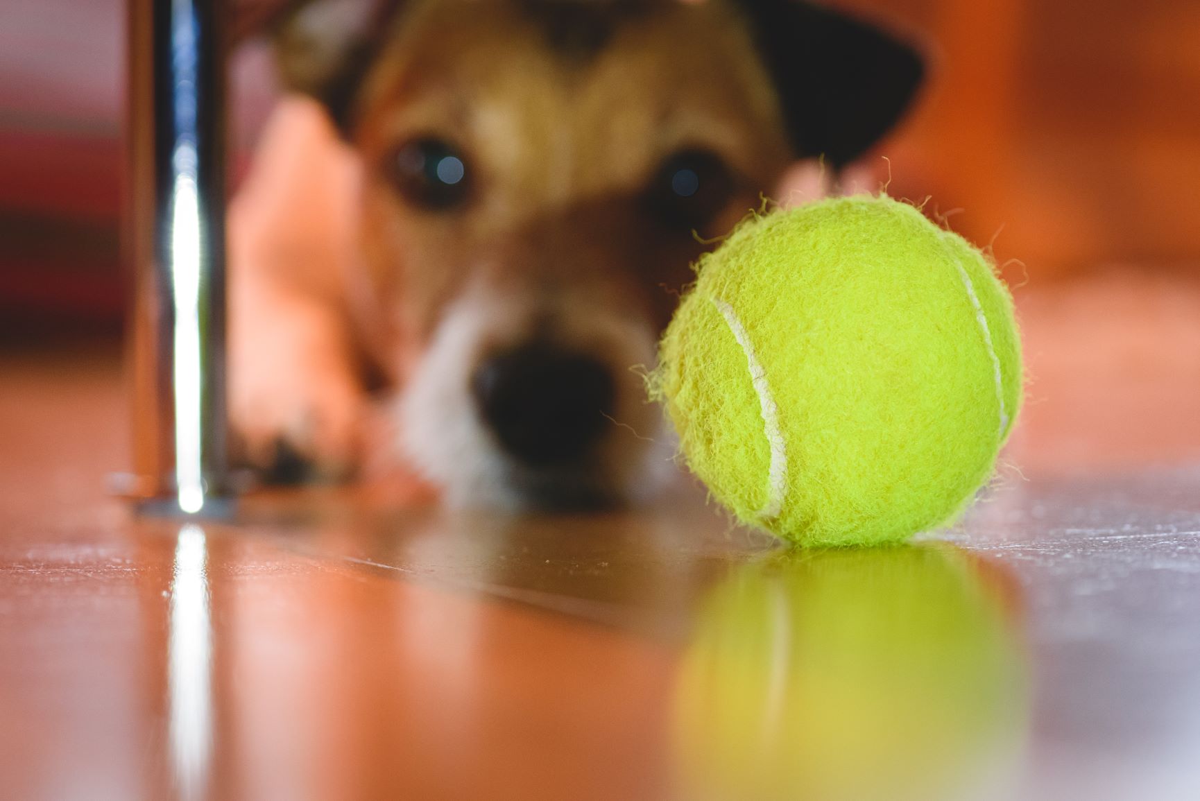 why do dogs eat tennis balls