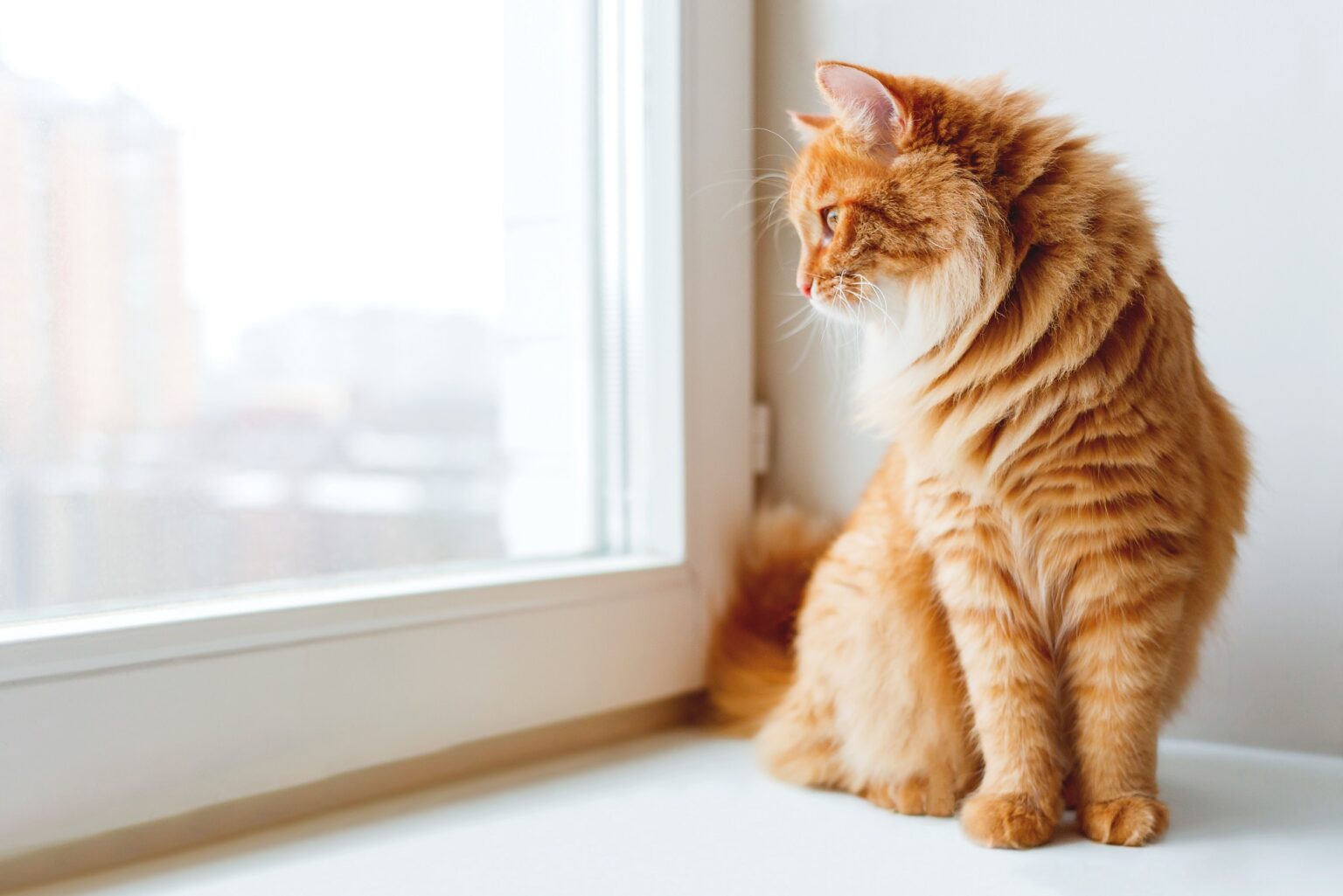 Cats marking: why and what to do? | zooplus Magazine