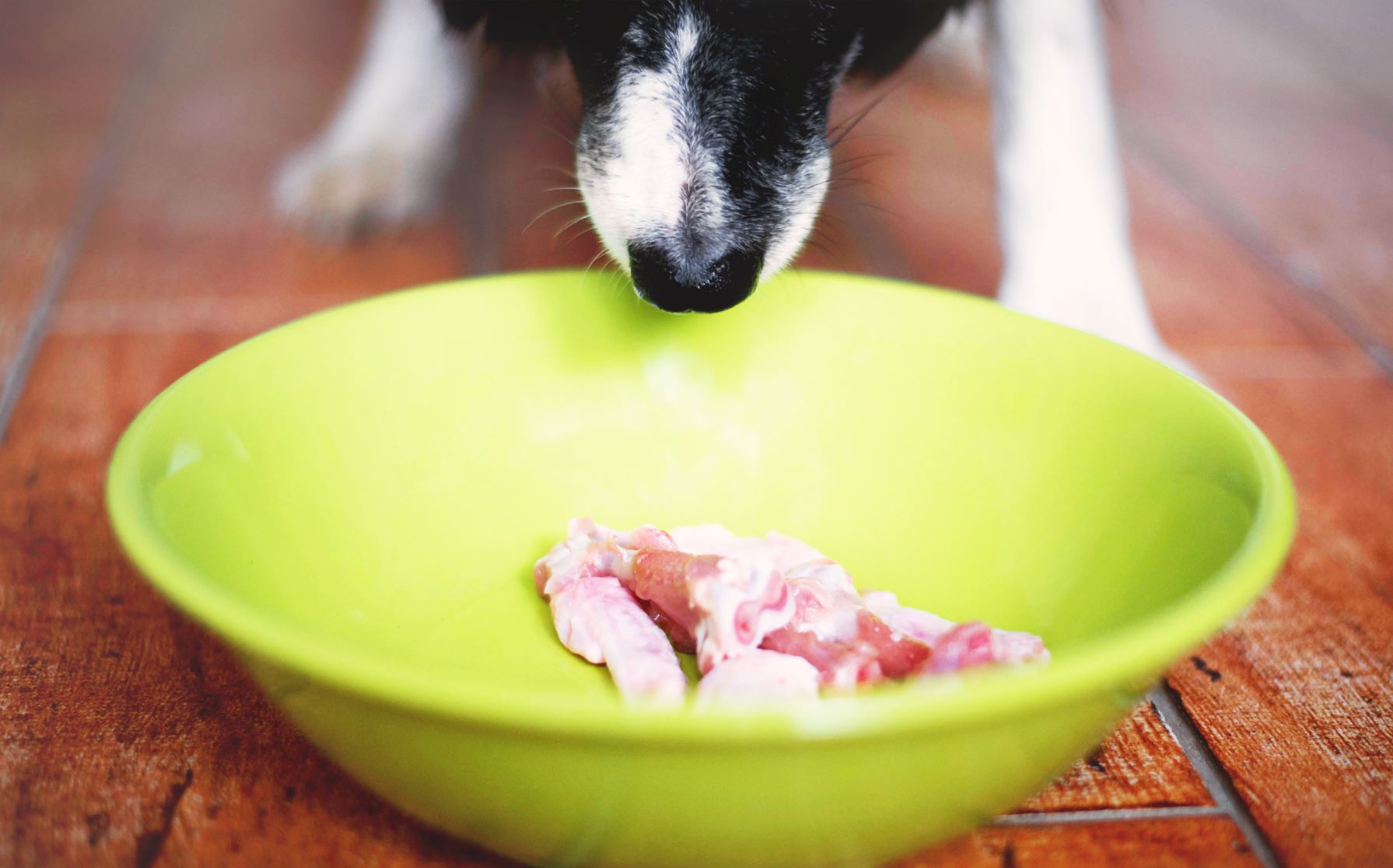 Dog swallows 2025 food whole