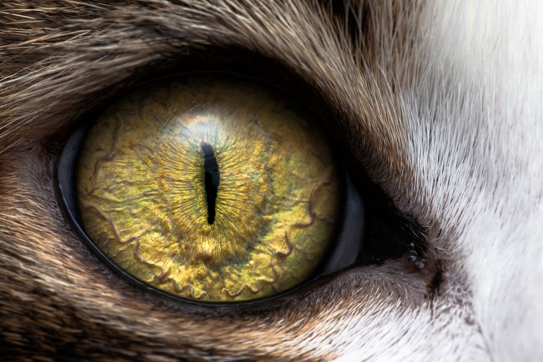 cat vision - cat eyes