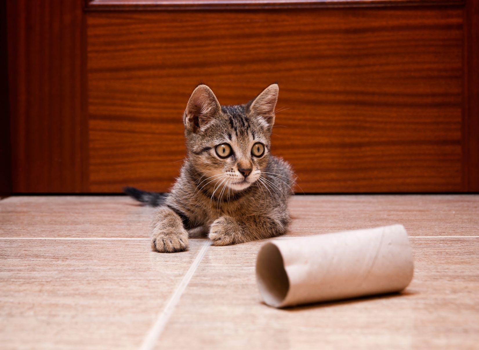 Cat playing with toilet roll cardboard