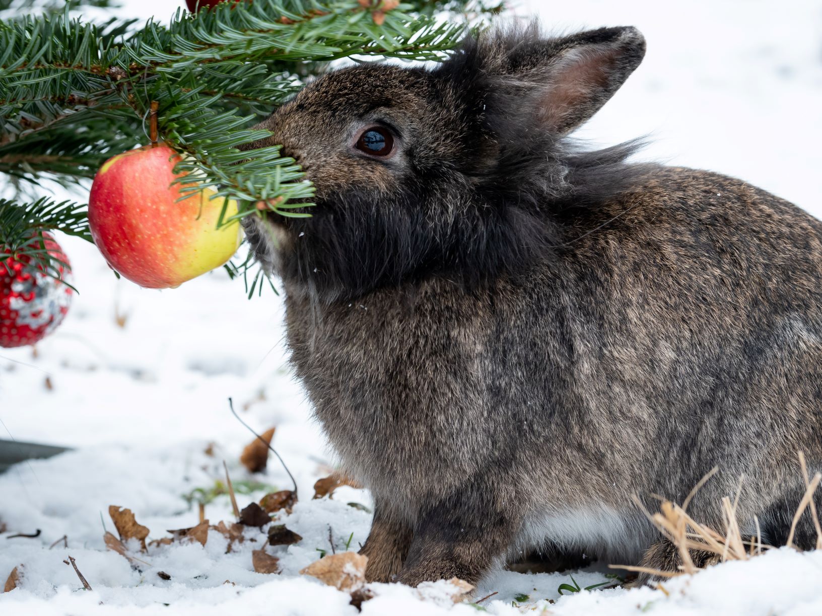 bunny playing with christmas bauble