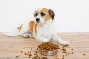 Prebiotics and probiotics for dogs | Info on healthy gut flora | zooplus