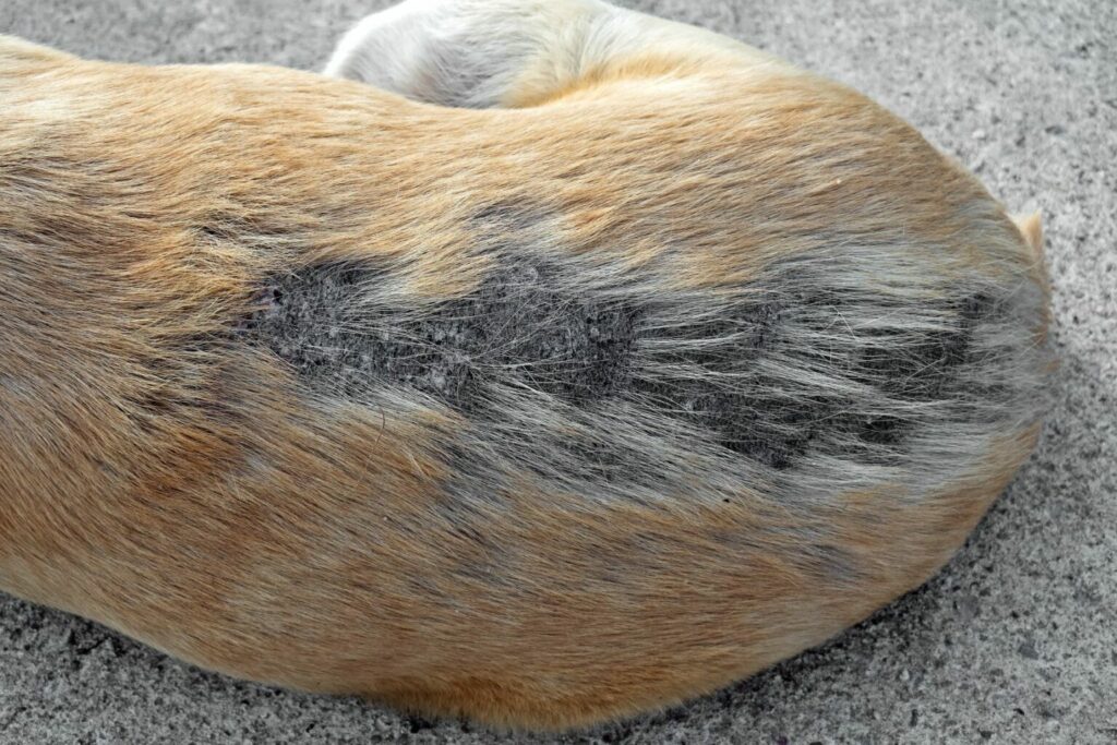 Fungal Infection On Dogs Skin