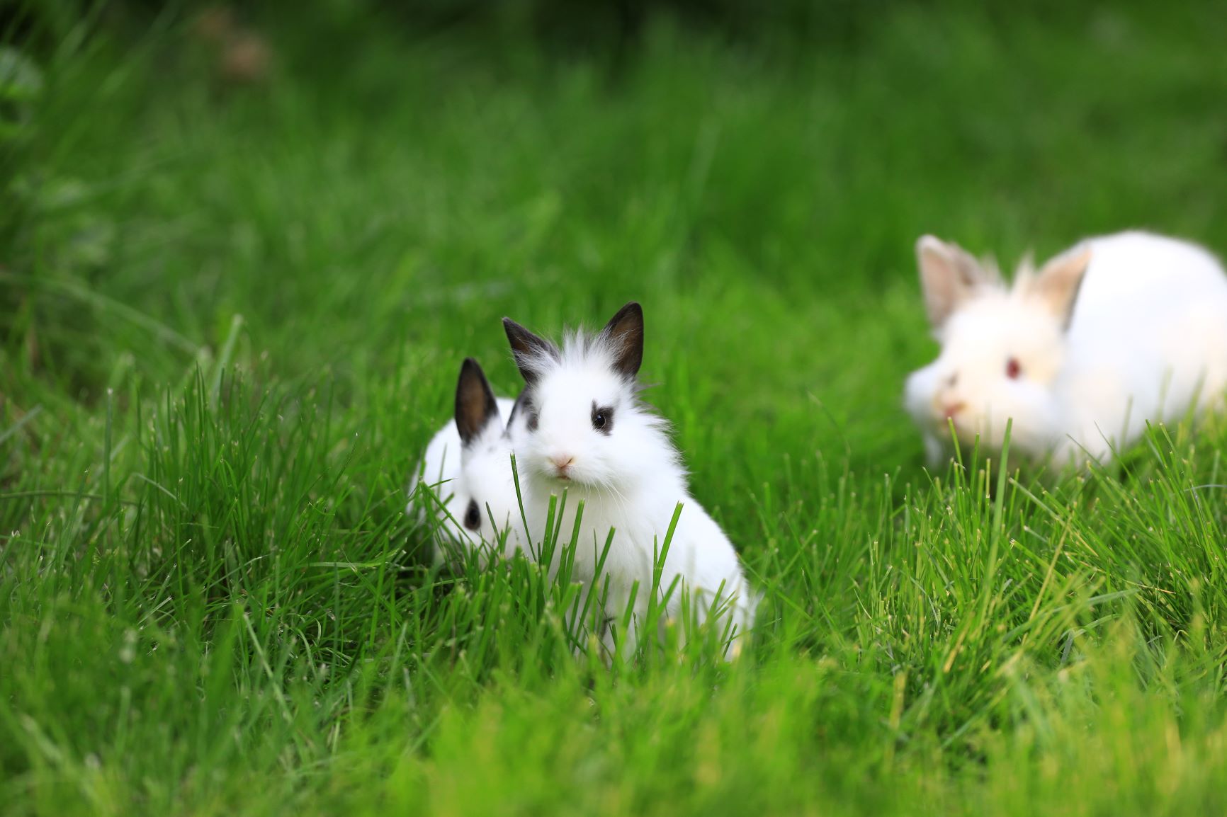lionhead bunnies on lawn