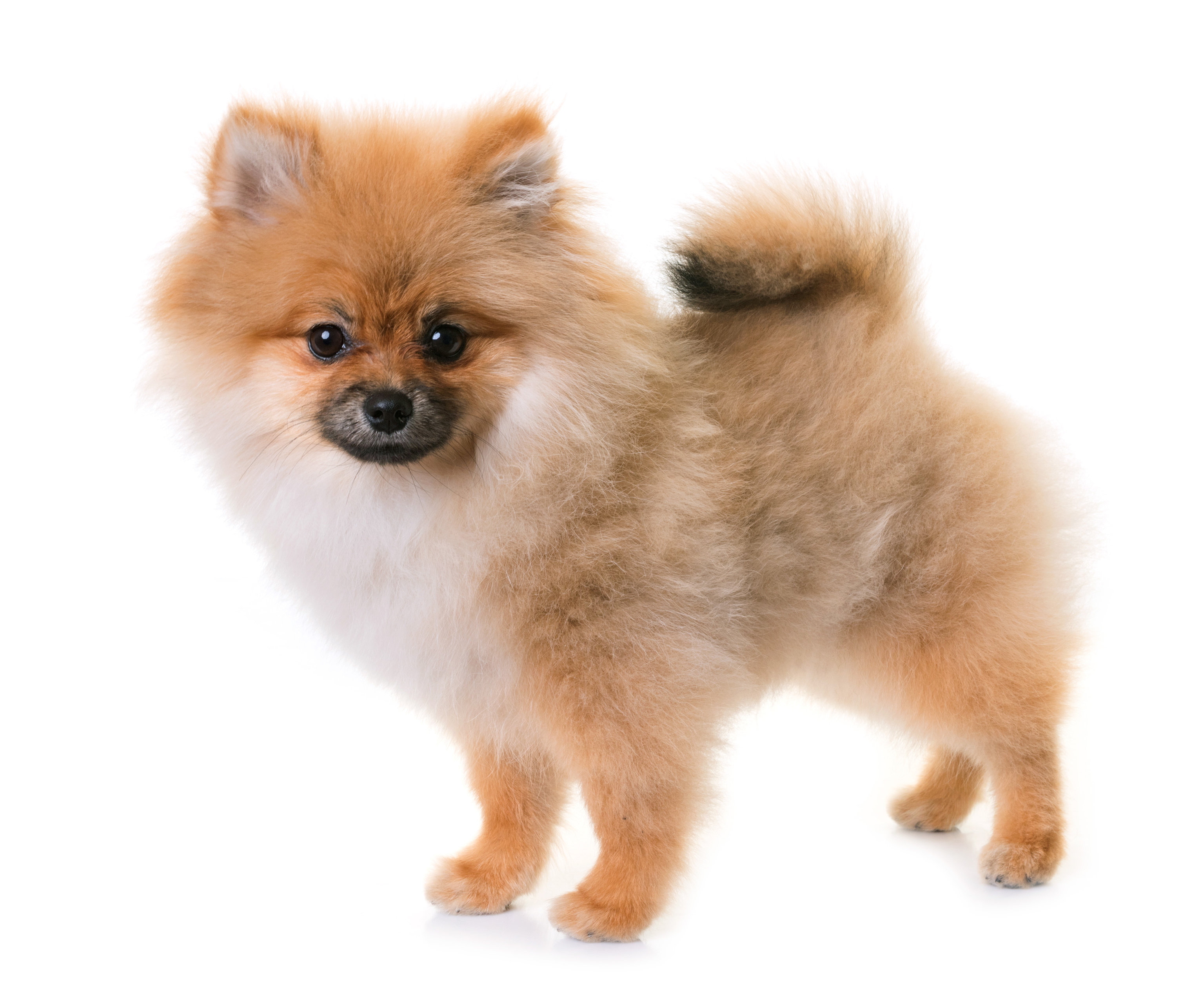 are pomeranians good guard dogs