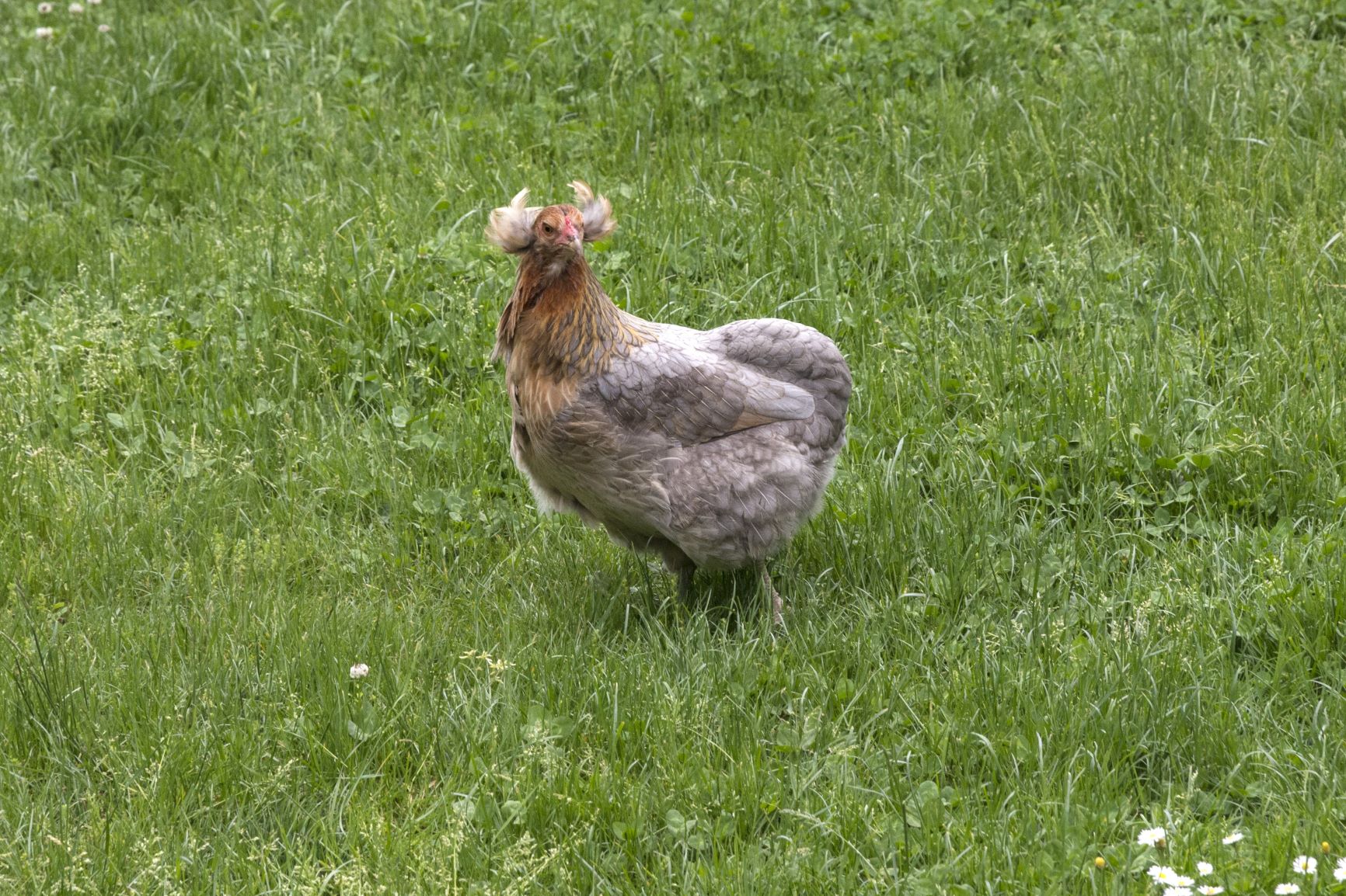 araucana chickens hens