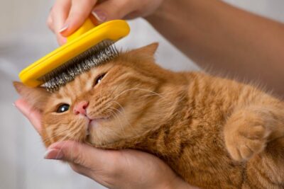 Cat grooming: how to support your cat's fur care | zooplus Magazine