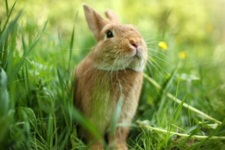 Keeping Rabbits Outdoors: What you Need to Know | zooplus