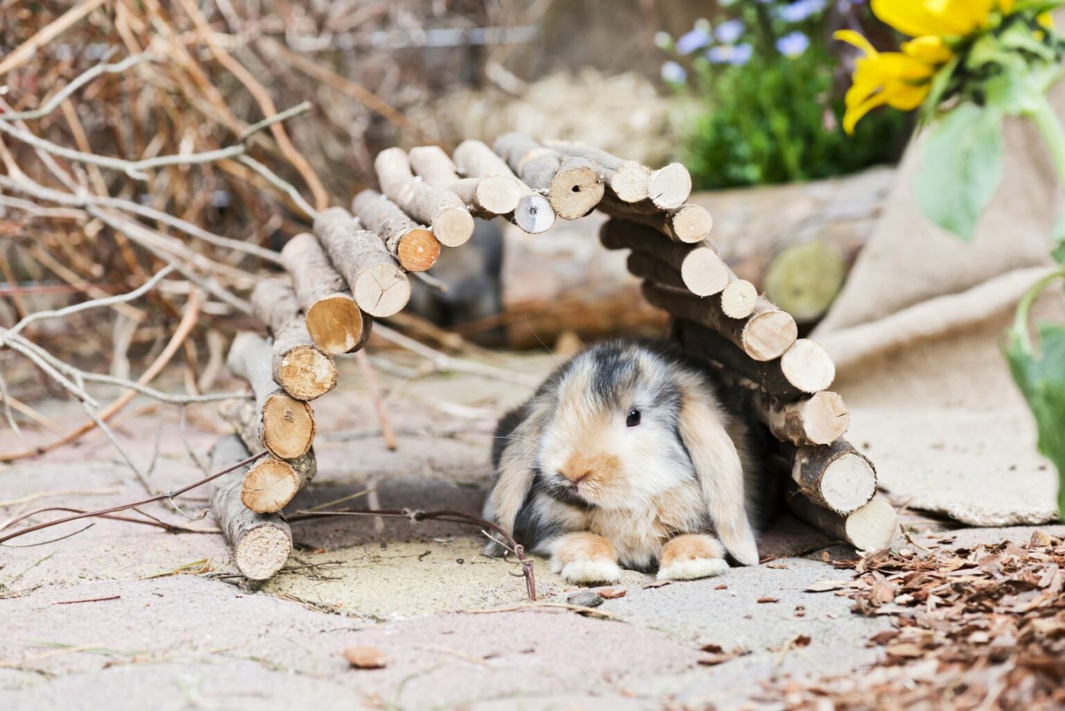 A rabbit in a wooden den.