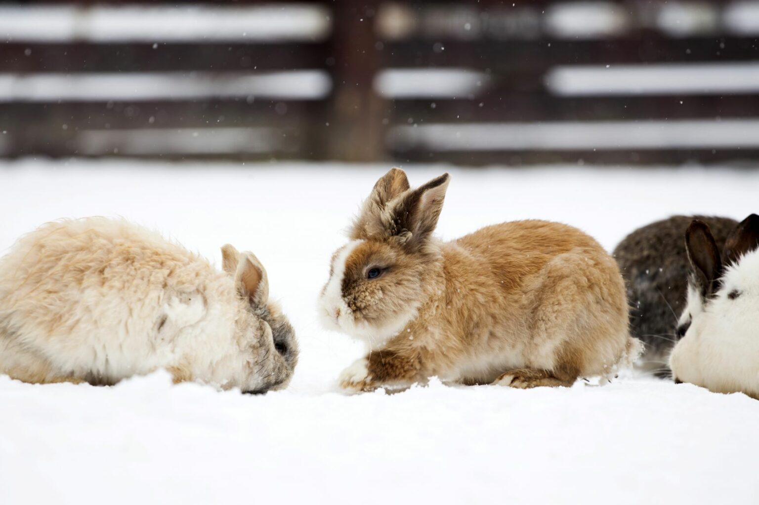Three rabbits playing outdoors in the snow.