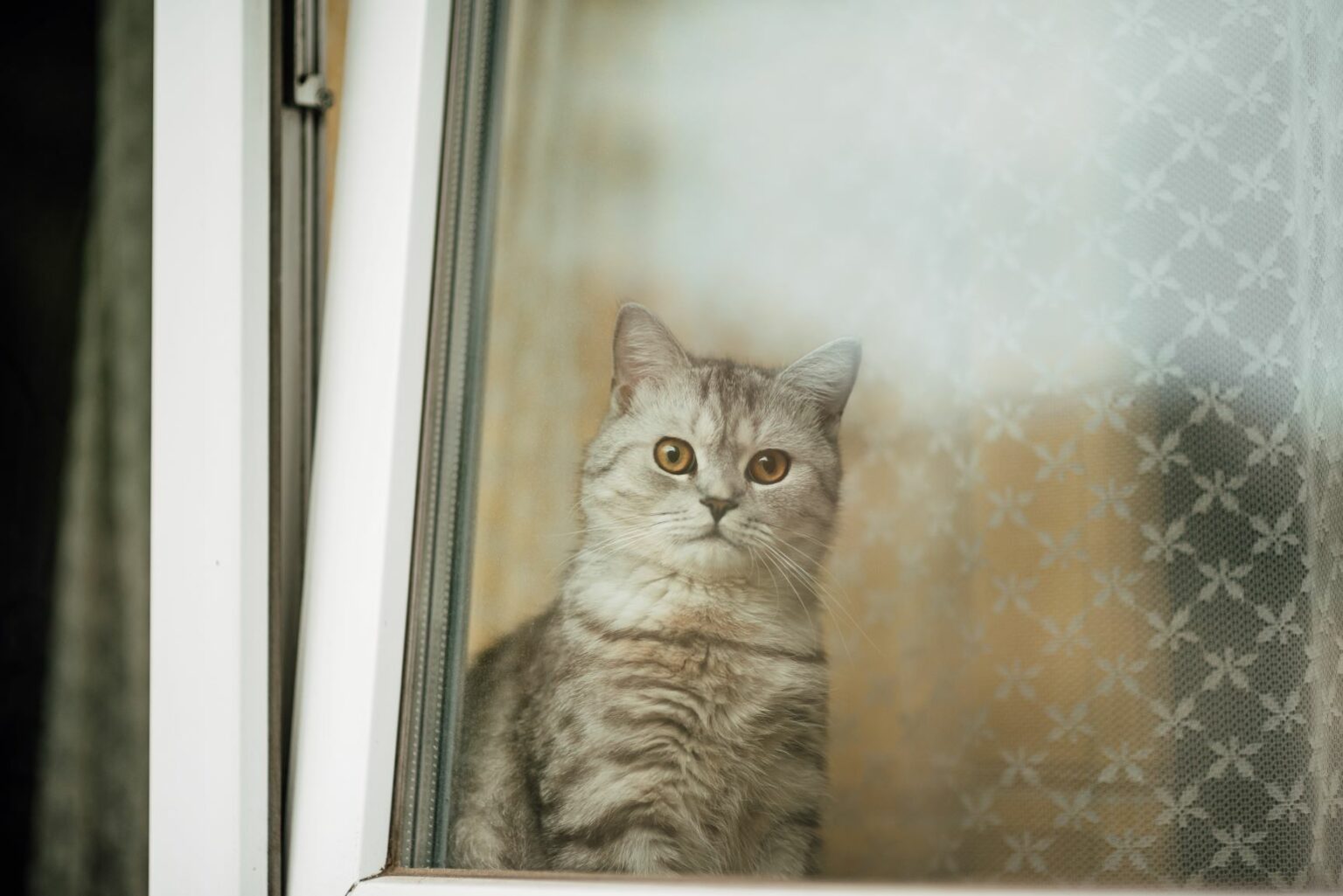 cat behind tilted window