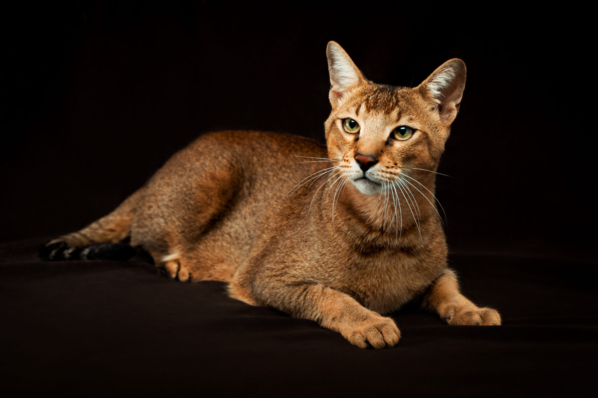 Chausie: A Hybrid Cat | Cat Breeds | zooplus Magazine