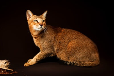 Chausie: A Hybrid Cat | Cat Breeds | zooplus Magazine