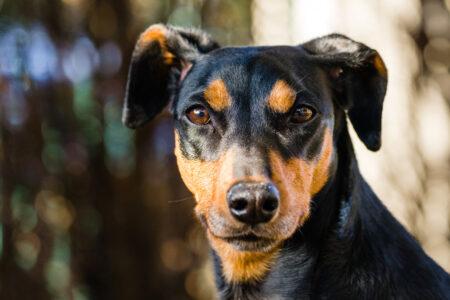 pinscher german deutscher duitse tedesco breeds zooplus hond oldest hondenras verschijning aspetto rassebeschreibung