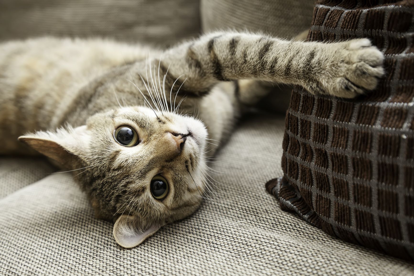 Indoor Cats: What you Should Focus on | zooplus Magazine