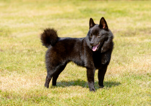 Schipperke | Breed Info & Advice | zooplus Magazine