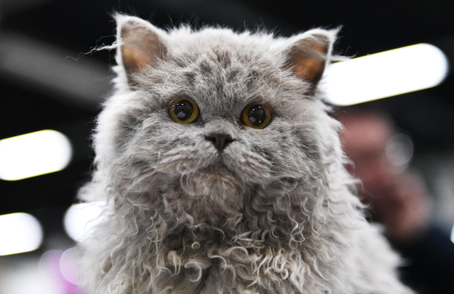 Selkirk Rex | Breed Info & Advice | zooplus Magazine