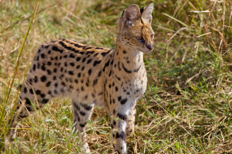 Serval | Cat Species Information | zooplus Magazine