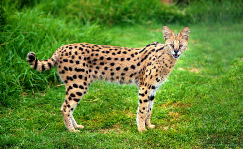 Serval | Cat Species Information | zooplus Magazine