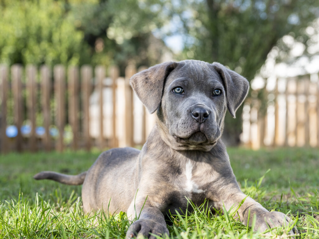 Brindle Cane Corso - Dog Breed Information, Puppies & More