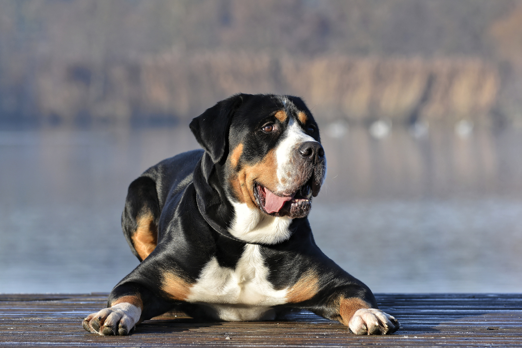 Greater Swiss Mountain Dog Lying Down