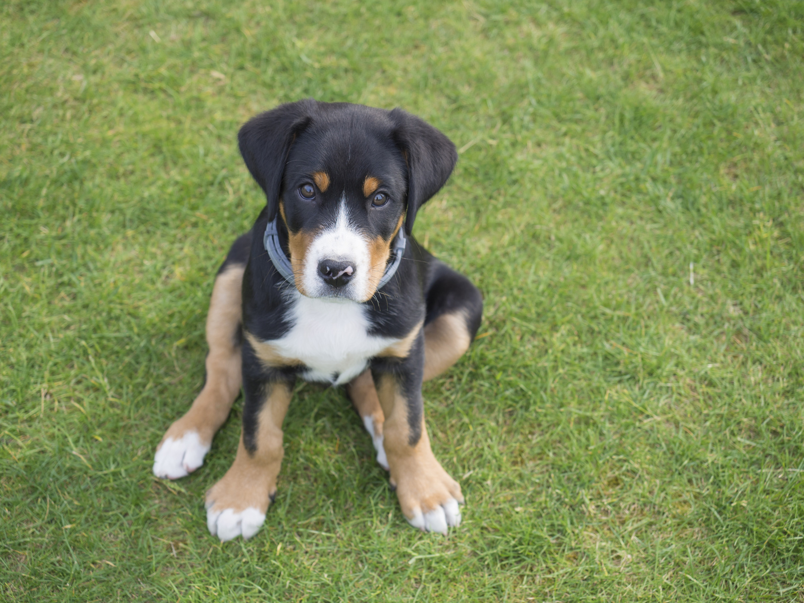 Greater Swiss Mountain Dog Puppy