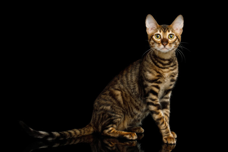 Toyger cat breed