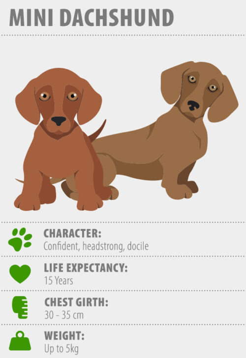 Miniature Dachshund | Breed Info & Advice | zooplus Magazine