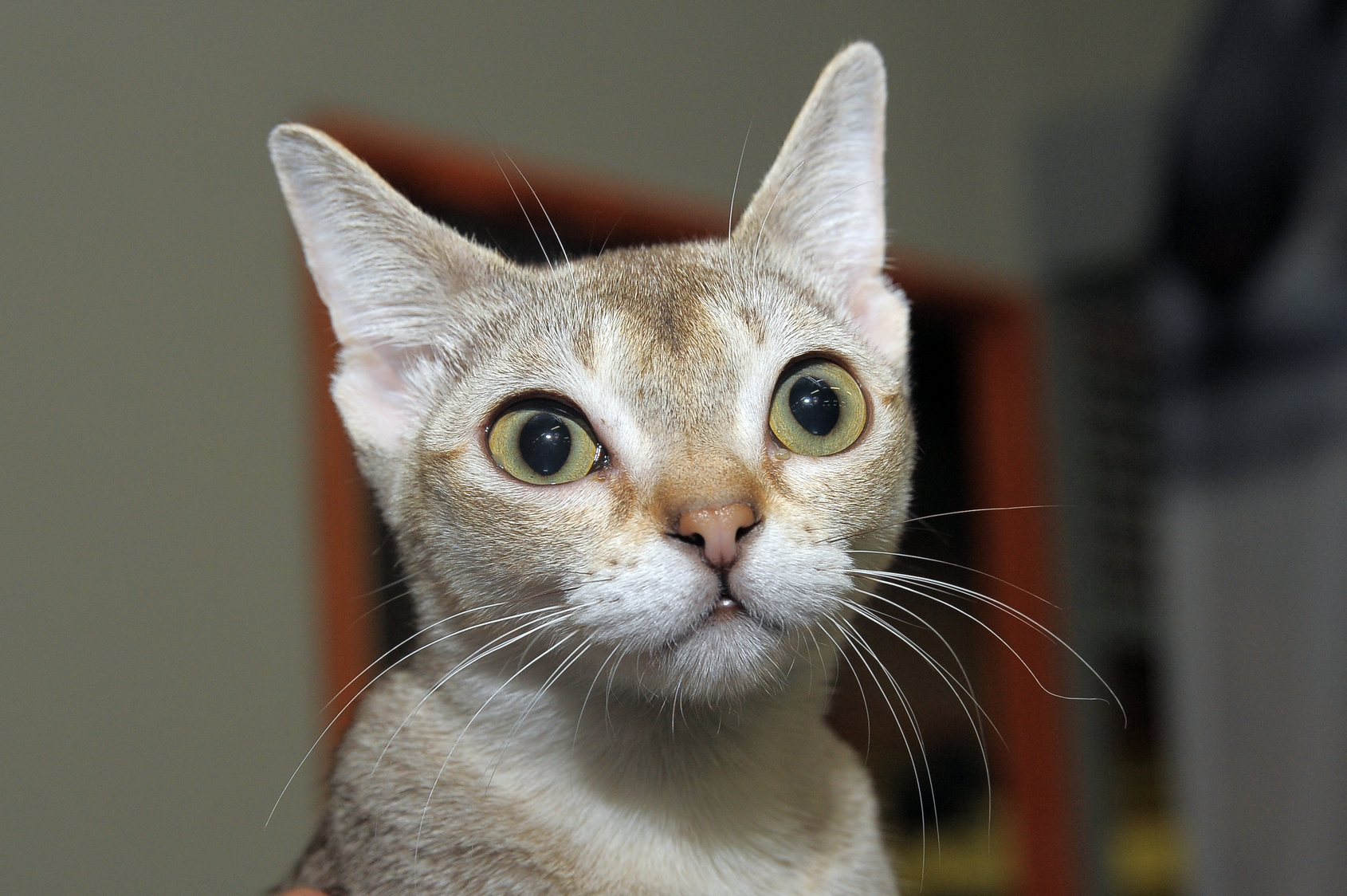 Portrait of a singapura cat
