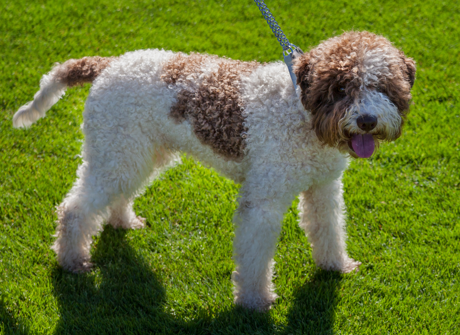 Are Spanish Water Dog Hypoallergenic