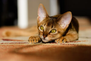 Abyssinian | Breed Info & Advice | zooplus Magazine