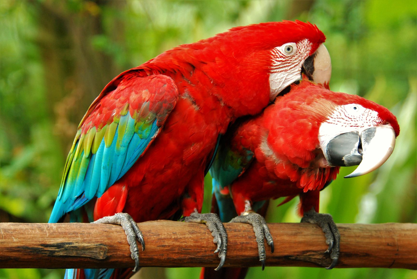 Macaws Breed Info Advice Zooplus Magazine