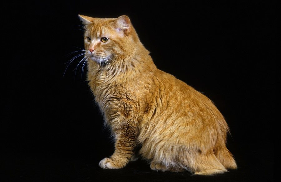 orange manx cat with tail