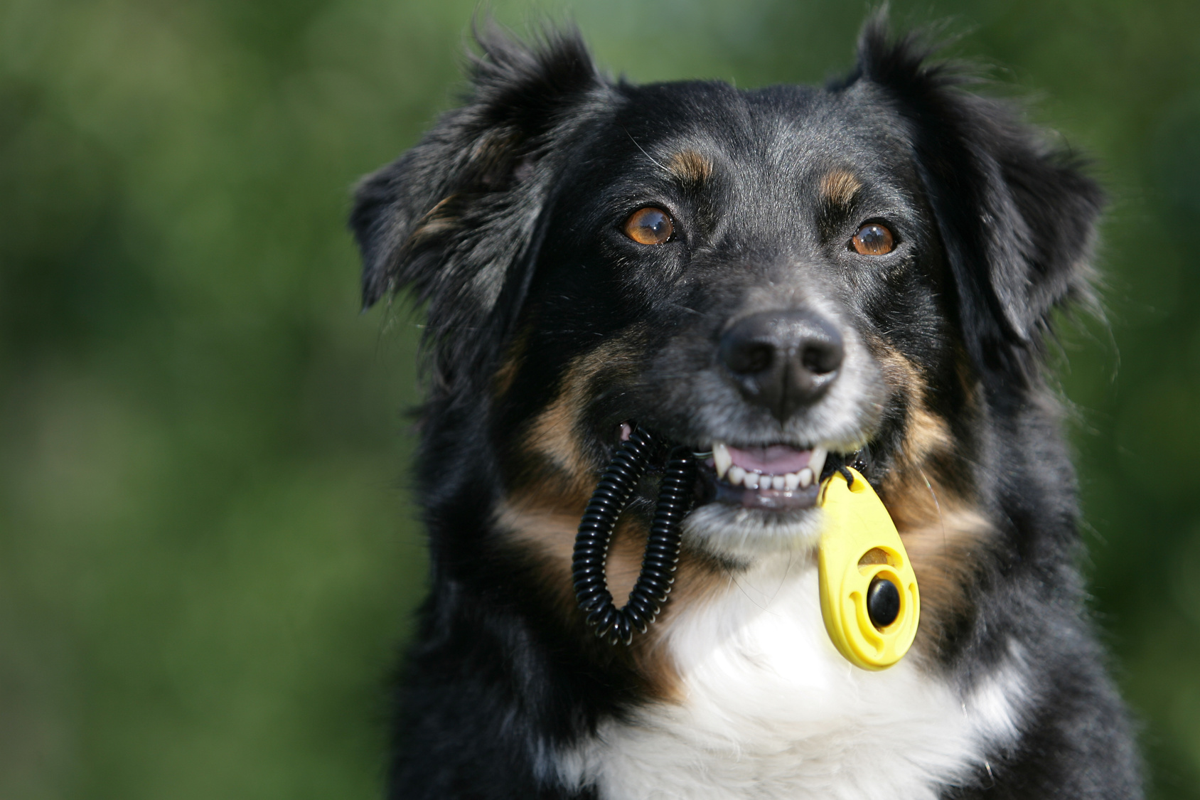 Aussie dog with a clicker